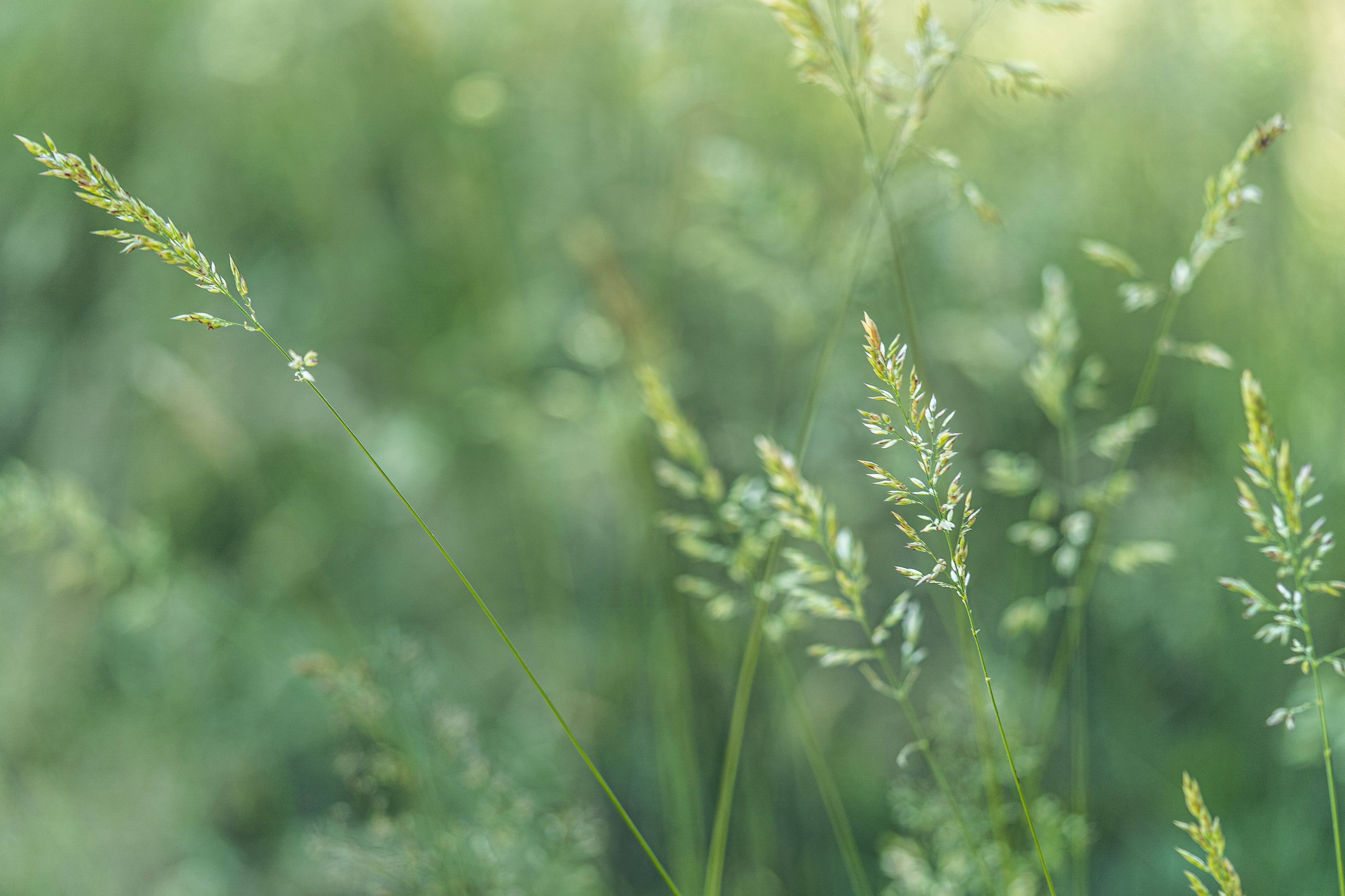 green plant in close up photography